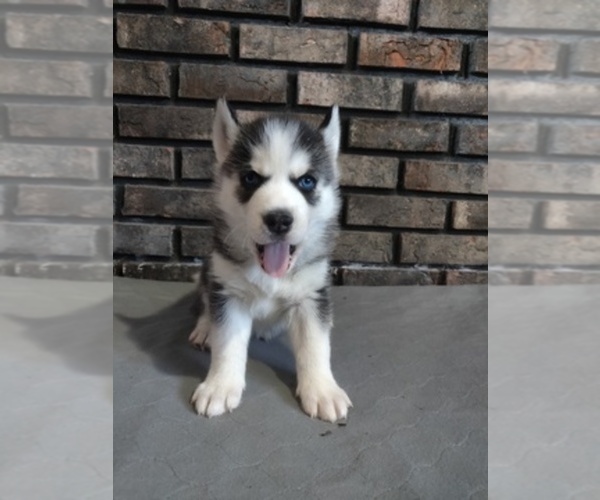 Medium Photo #1  Breeder Profile in NEW LENOX, IL, USA
