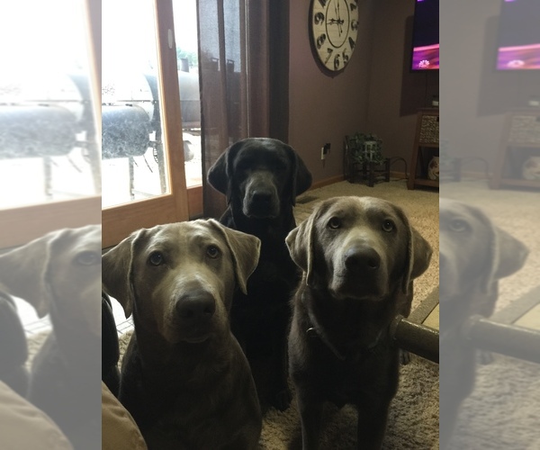 Medium Photo #1  Breeder Profile in FALMOUTH, MI, USA