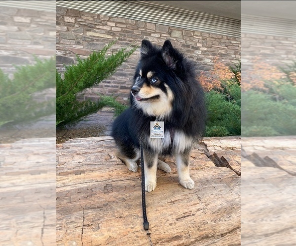 Medium Photo #32  Breeder Profile in BURNS TOWNSHIP, MN, USA