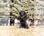 Small Photo #14  Breeder Profile in PASCO, WA, USA