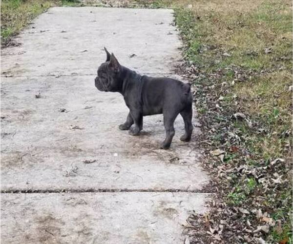 Medium Photo #1  Breeder Profile in LAGRANGE, GA, USA