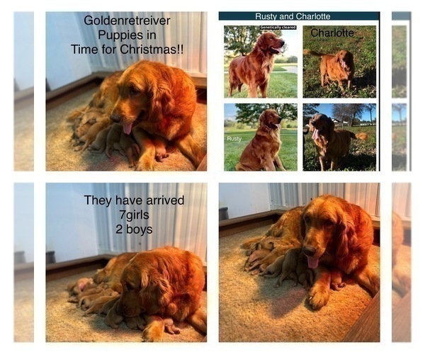 Medium Photo #15  Breeder Profile in FREDERICKSBG, OH, USA