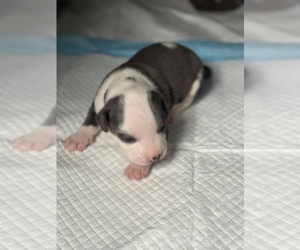 Medium Photo #1  Breeder Profile in UNION CITY, TN, USA