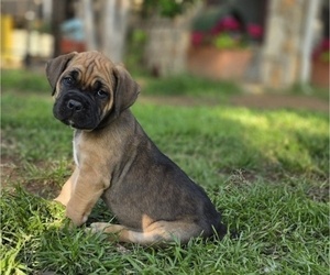 Cane Corso Dog Breeder near BANGS, TX, USA