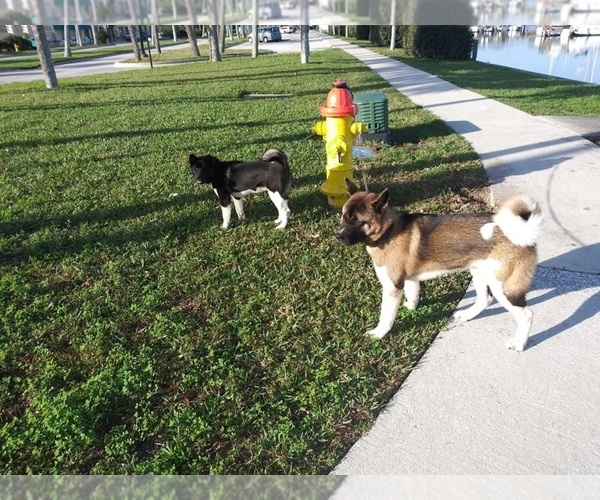 Medium Photo #1  Breeder Profile in DAYTONA BEACH, FL, USA