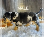 Small #1 Breeder Profile image