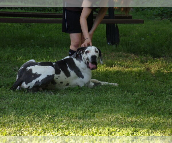 Medium Photo #1  Breeder Profile in POTOSI, MO, USA