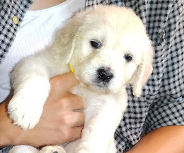 Medium Photo #7  Breeder Profile in ATHENS, TN, USA