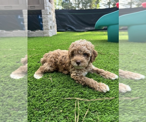 Medium Photo #1  Breeder Profile in ALPHARETTA, GA, USA