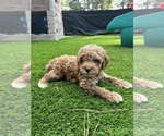 Small breeder photo