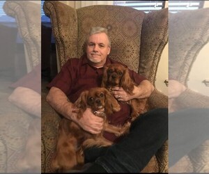 Cavalier King Charles Spaniel Dog Breeder near TEXARKANA, TX, USA