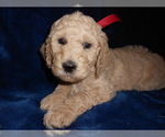 Small breeder photo