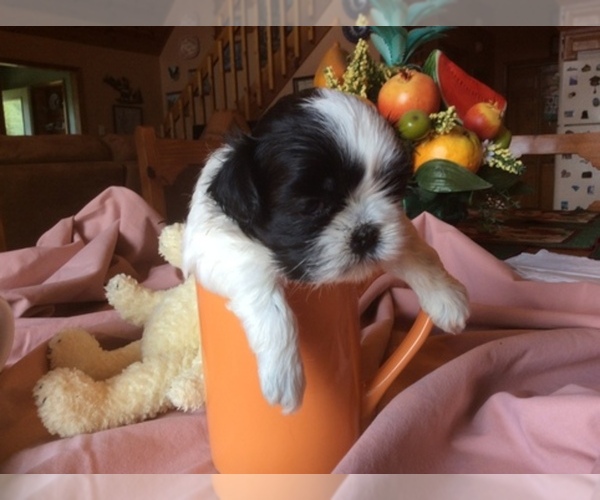 Medium Photo #1  Breeder Profile in INMAN, SC, USA