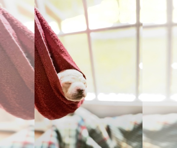 Medium Photo #6  Breeder Profile in EVANS, GA, USA