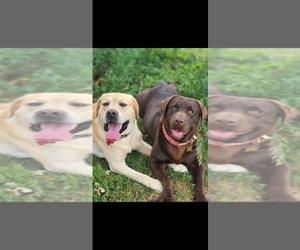 Labrador Retriever Dog Breeder near FORREST, IL, USA