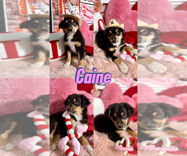 Medium Photo #17  Breeder Profile in NEW BRAUNFELS, TX, USA