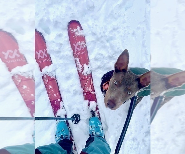 Medium Photo #32  Breeder Profile in CAMAS, WA, USA