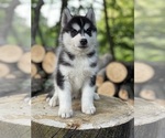 Small #52 Breeder Profile image
