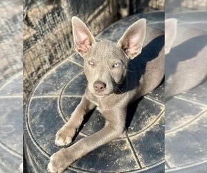 Australian Kelpie Dog Breeder near CAMAS, WA, USA