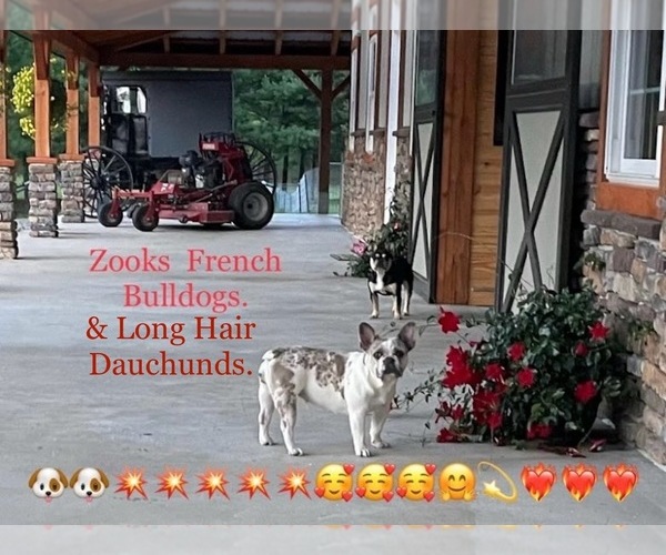 Medium Photo #10  Breeder Profile in FORT PLAIN, NY, USA