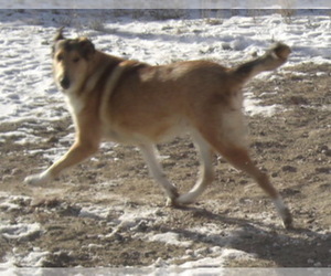 Collie Dog Breeder near SAINT STEPHENS, WY, USA
