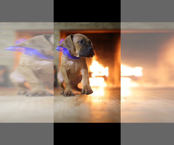 Medium Photo #1  Breeder Profile in EASTPOINTE, MI, USA