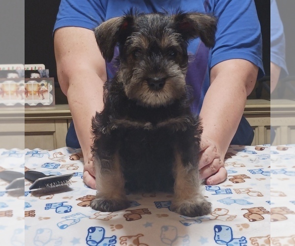 Medium Photo #11  Breeder Profile in O FALLON, IL, USA