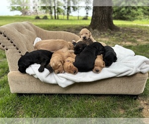 Goldendoodle Dog Breeder near OKEMAH, OK, USA