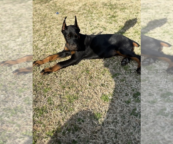 Medium Photo #3  Breeder Profile in ATLANTA, GA, USA
