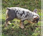 Small #77 Breeder Profile image