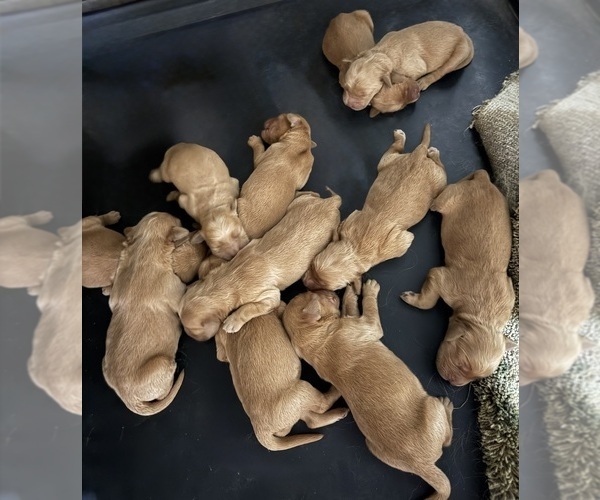 Medium Photo #8  Breeder Profile in ROCHESTER, MN, USA