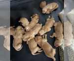 Small #7 Breeder Profile image