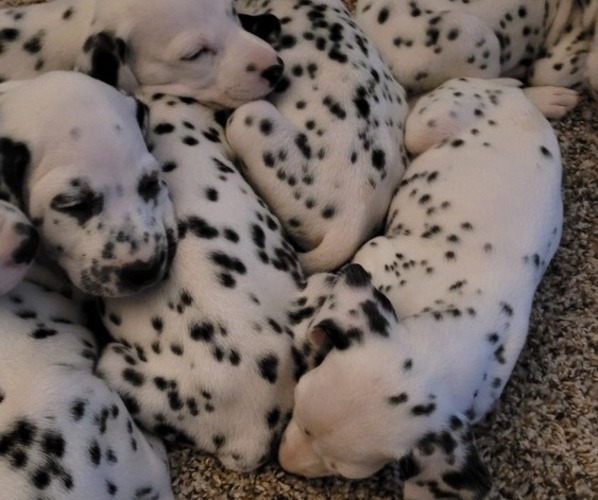 Medium Photo #1  Breeder Profile in AUSTIN, TX, USA