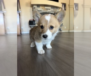 Cardigan Welsh Corgi Dog Breeder near VALLEY VILLAGE, CA, USA