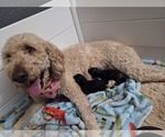 Small #3 Breeder Profile image