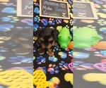 Small #203 Breeder Profile image