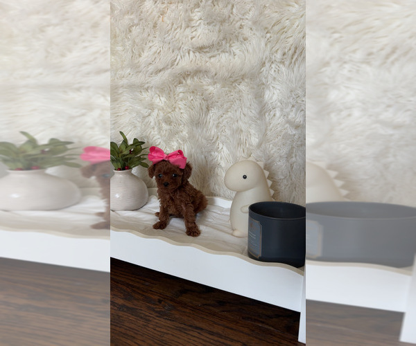 Medium Photo #5  Breeder Profile in DALLAS, TX, USA