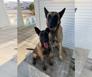 Belgian Malinois Dog Breeder near WILLIAMS, CA, USA