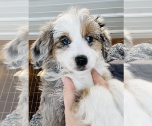 Aussiedoodle Miniature -Miniature Australian Shepherd Mix Dog Breeder near HAMILTON, MI, USA