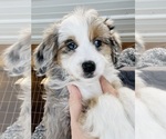 Small breeder photo