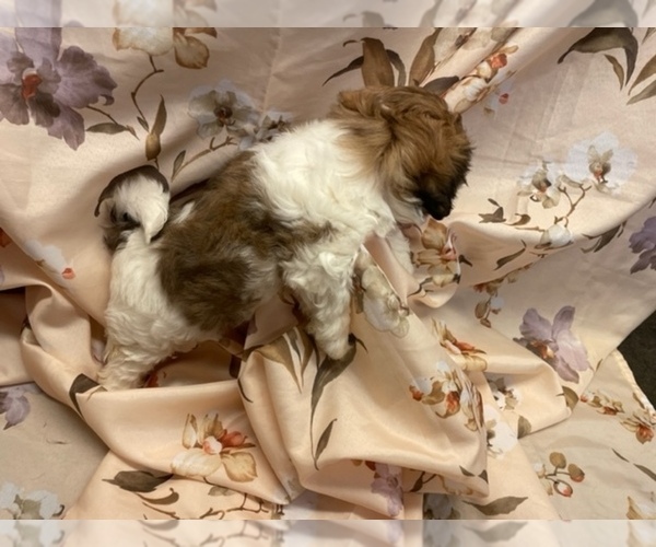 Medium Photo #7  Breeder Profile in HENNIKER, NH, USA