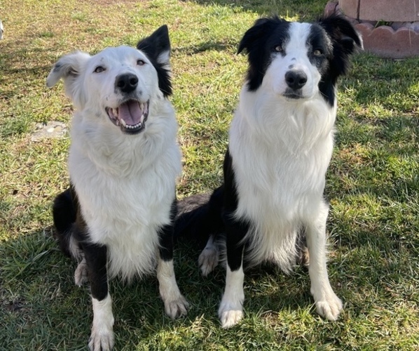 Medium Photo #1  Breeder Profile in SACRAMENTO, CA, USA