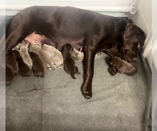 Medium Photo #12  Breeder Profile in GARNER, NC, USA