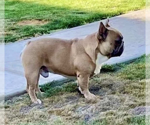 Medium Photo #3  Breeder Profile in PERRIS, CA, USA