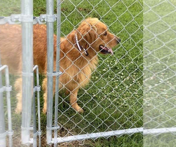 Medium Photo #9  Breeder Profile in ELIZABETH CITY, NC, USA