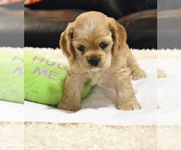 Medium Photo #1  Breeder Profile in POLK CITY, FL, USA