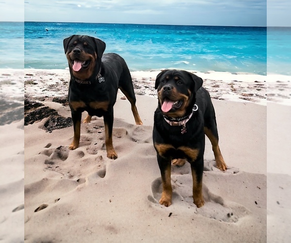Medium Photo #1  Breeder Profile in HOPKINSVILLE, KY, USA