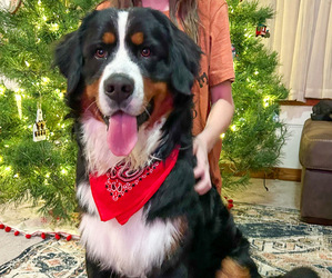 Bernese Mountain Dog Dog Breeder near FAIRLAND, OK, USA