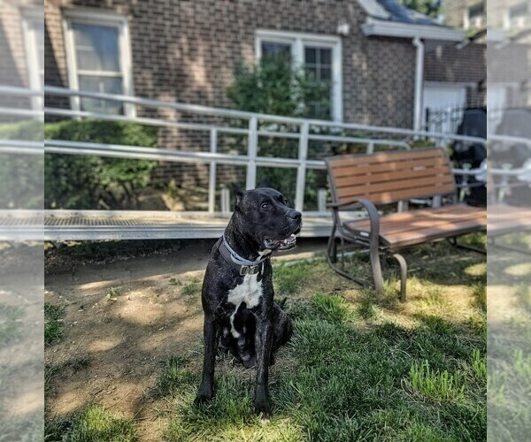 Medium Photo #11  Breeder Profile in PHILADELPHIA, PA, USA