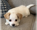 Small breeder photo